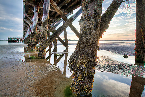 Tidal Life