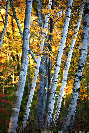 Birch Trees
