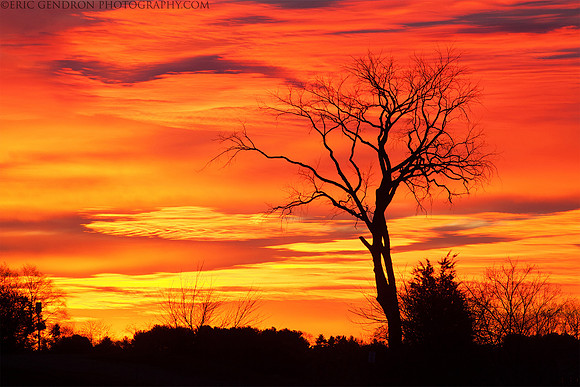 Tree of Fire