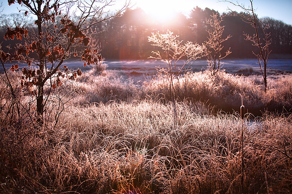 Frozen Marsh