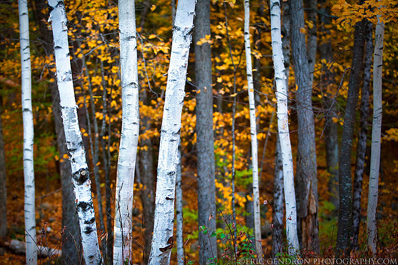 Autumn Birches