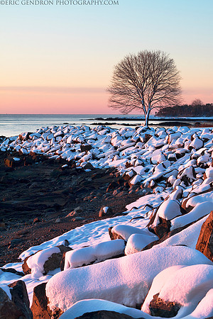 Winter Tree in New Castle
