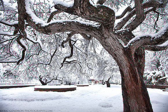 Prescott Park Winter Garden