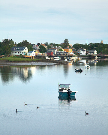 Geese in the South End