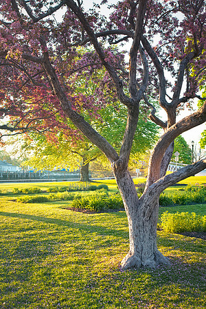 Prescott Park Golden Sunrise