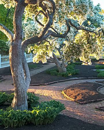 Spring Light on Tree