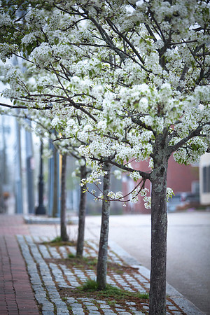 Spring Blooms Portsmouth