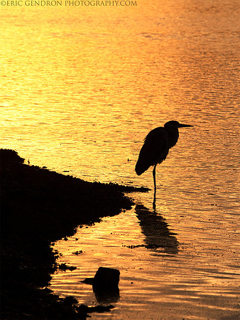 Crane Silhouette