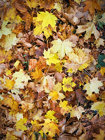 Autumn Palette [35mm]
