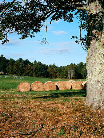 Hay Bales and Tree [35mm]