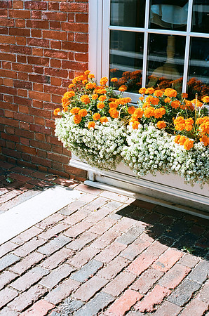Market Square Flowers [35mm]