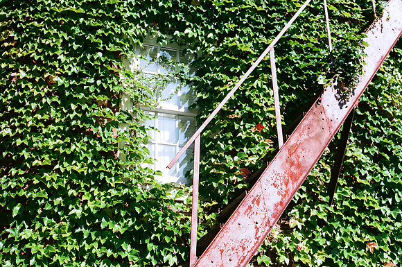 Vines and Stairs [35mm]