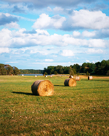 Durham Fall Harvest [35mm]
