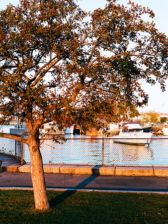 Prescott Park Golden Hour [35mm]