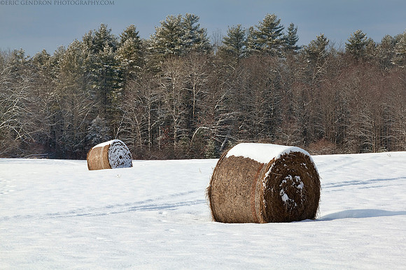 Winter Harvest